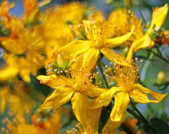 St. John's Wart flowers